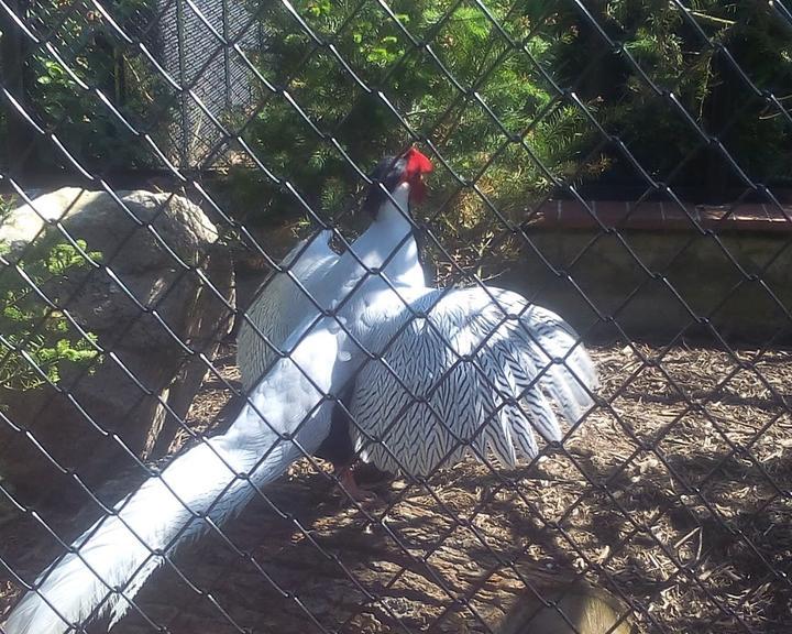 Bärenschänke Tierpark Hirschfeld